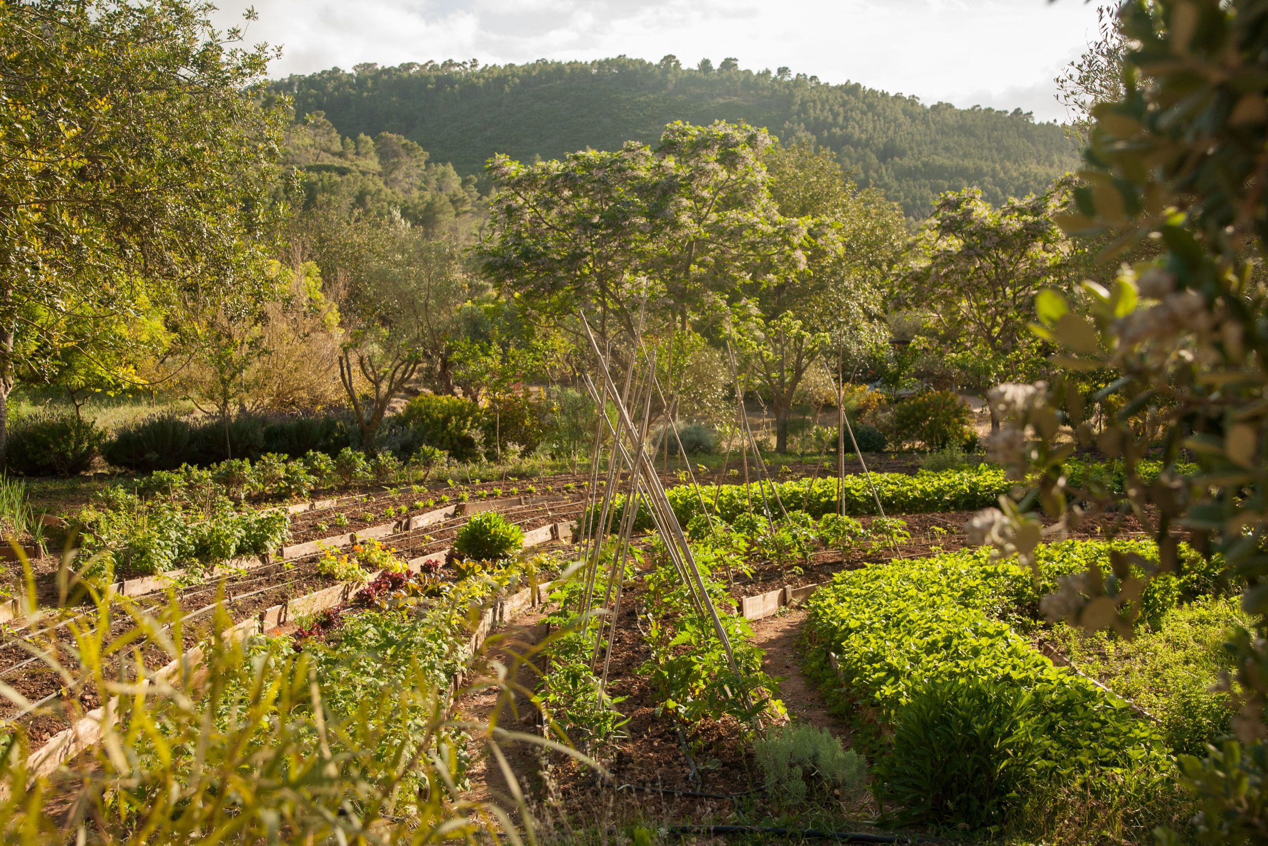 Finca Can Marti's gardens in spring.